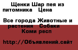 Щенки Шар пея из питомника › Цена ­ 25 000 - Все города Животные и растения » Собаки   . Коми респ.